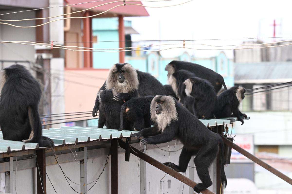 Coimbatore to Lion Tailed Macaque Valpari Tour Packages