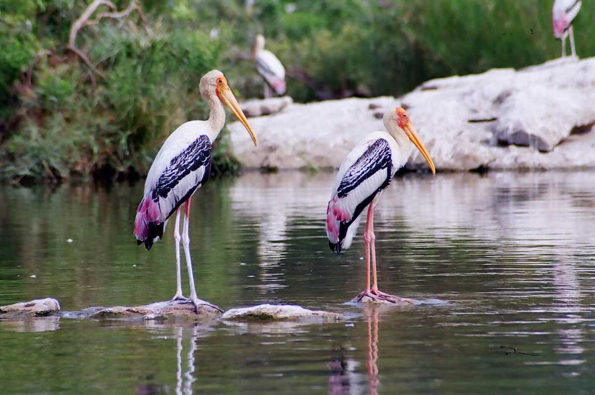 Coimbatore to Bird Sanctuary  Mysore Tour Packages