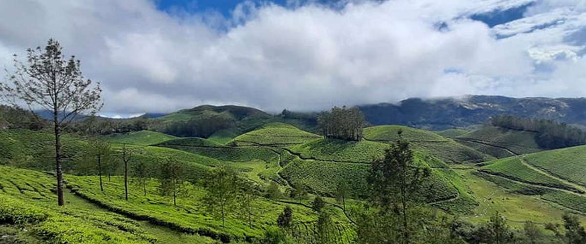 Coimbatore to Chinnakanal View Point Munnar Tour Packages