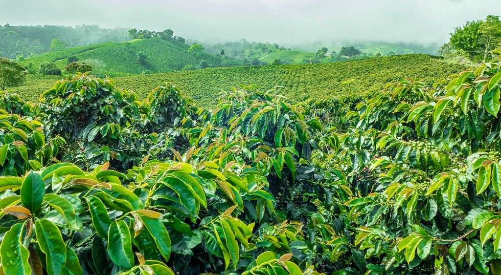 Coimbatore to Cofee Garden Coorg Tour Packages 