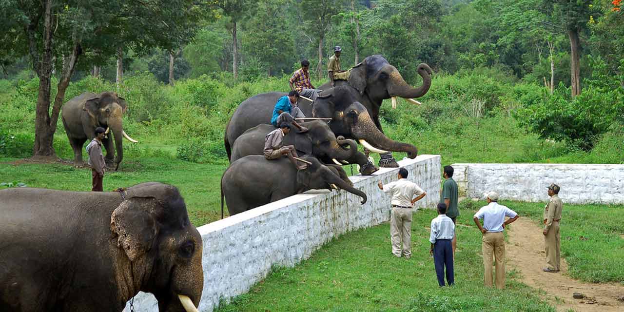 Coimbatore to Dubare Elephant Camp Coorg Tour Packages 