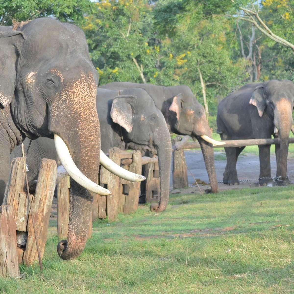 Coimbatore to Elephant Camp(Morning & Evening) Ooty Tour Packages 