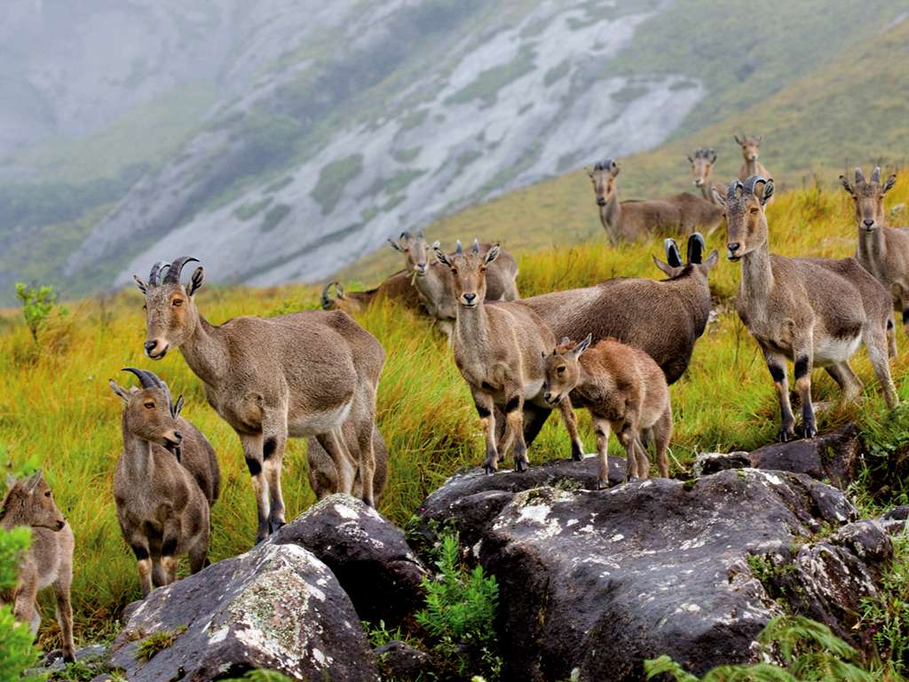 Coimbatore to Eravikulam National Park Munnar Tour Packages