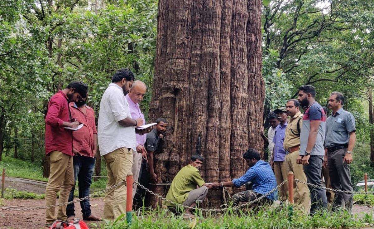 Coimbatore to Kannimara Teak Topslip Tour Packages