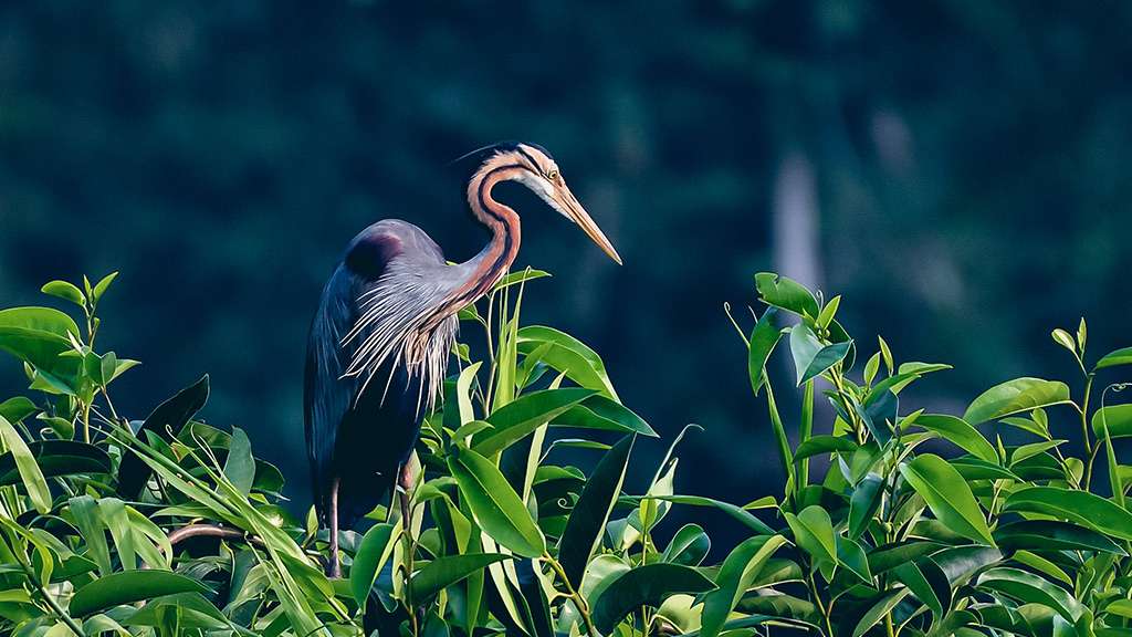 Kumarakom Bird Sanctuary  Alleppey Tour Packages