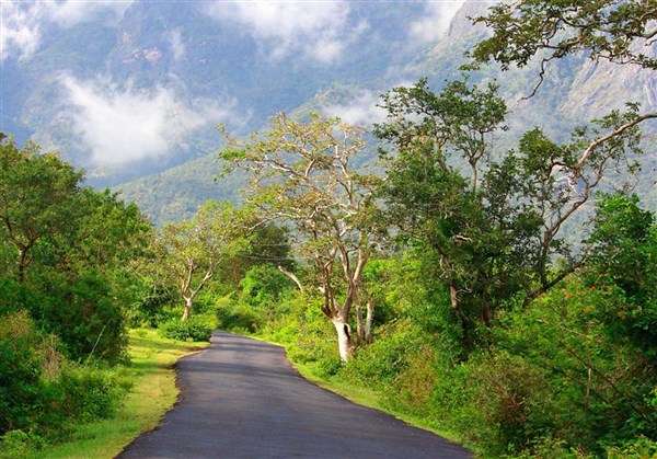 Coimbatore to Masinagudi Ooty Tour Packages 