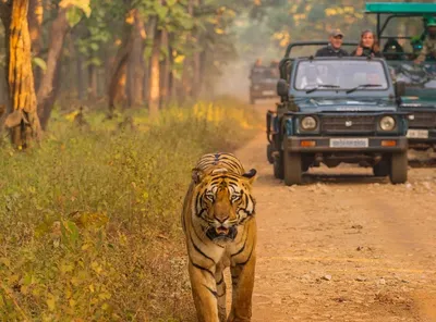 Coimbatore to Mudhumalai jungle safari (government)  Ooty Tour Packages