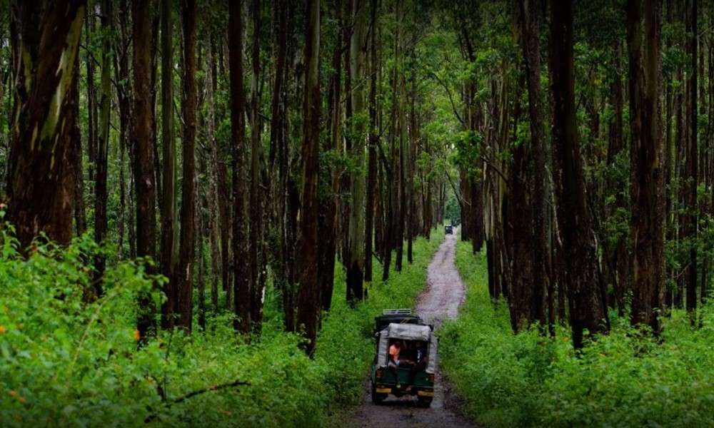  Coimbatore to  Muthanga Wildlife Safari Wayanad Tour Packages
