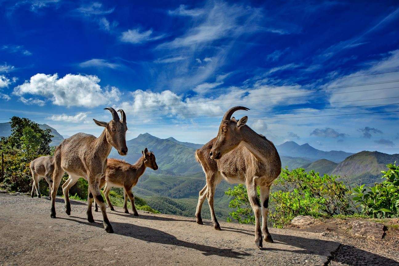 Coimbatore to Nilgiri Tahr Munnar  Tour Packages