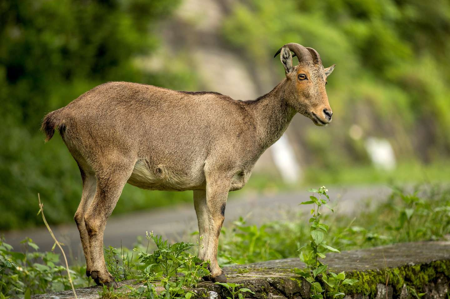Coimbatore to Nilgiri Tahr Valpari Tour Packages