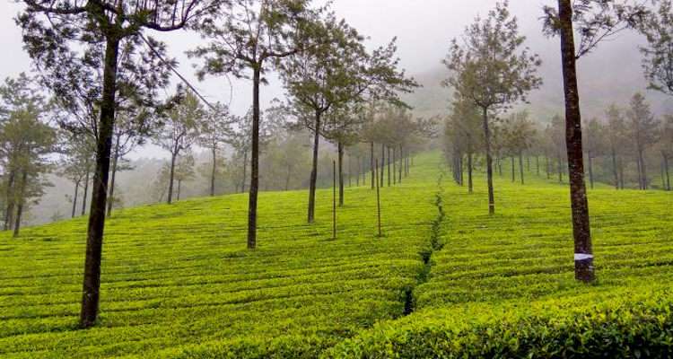 Coimbatore to Photo Point Munnar  Tour Packages