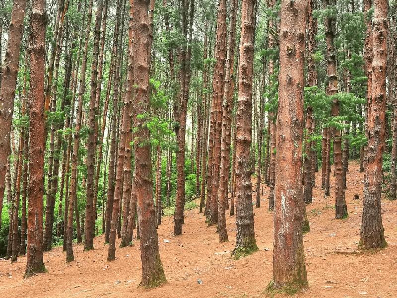 Coimbatore to Pine Forest Kodaikanal Tour Packages