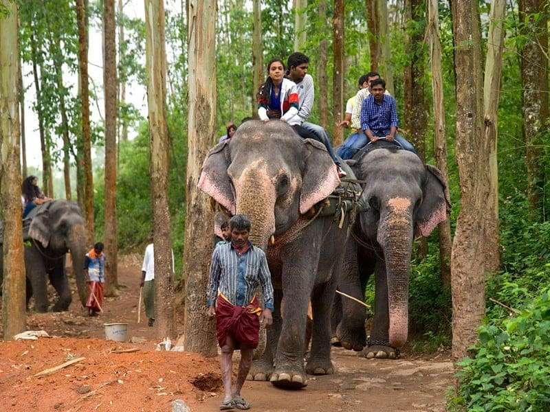 Coimbatore to Elephant Safari Munnar Tour Packages