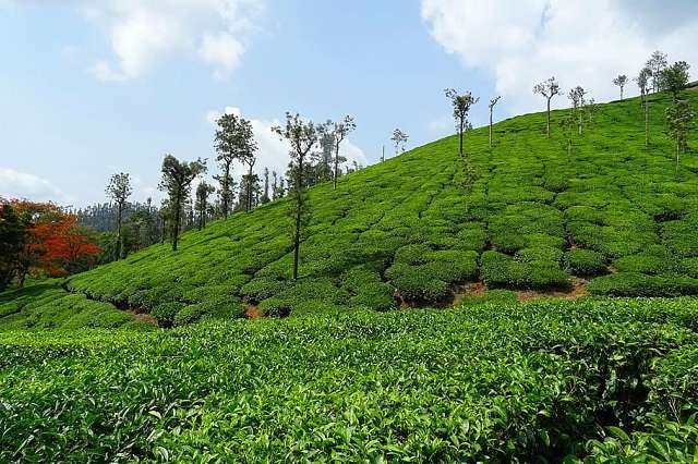Coimbatore to  Coffee Gardens Chikmagalur Tour Packages