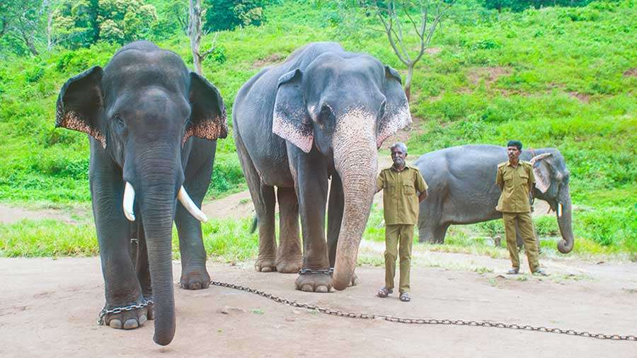 Coimbatore to Elephant Camp Safari Topslip Tour Packages 