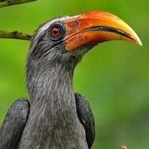 Coimbatore to Topslip Safari Topslip Tour Packages