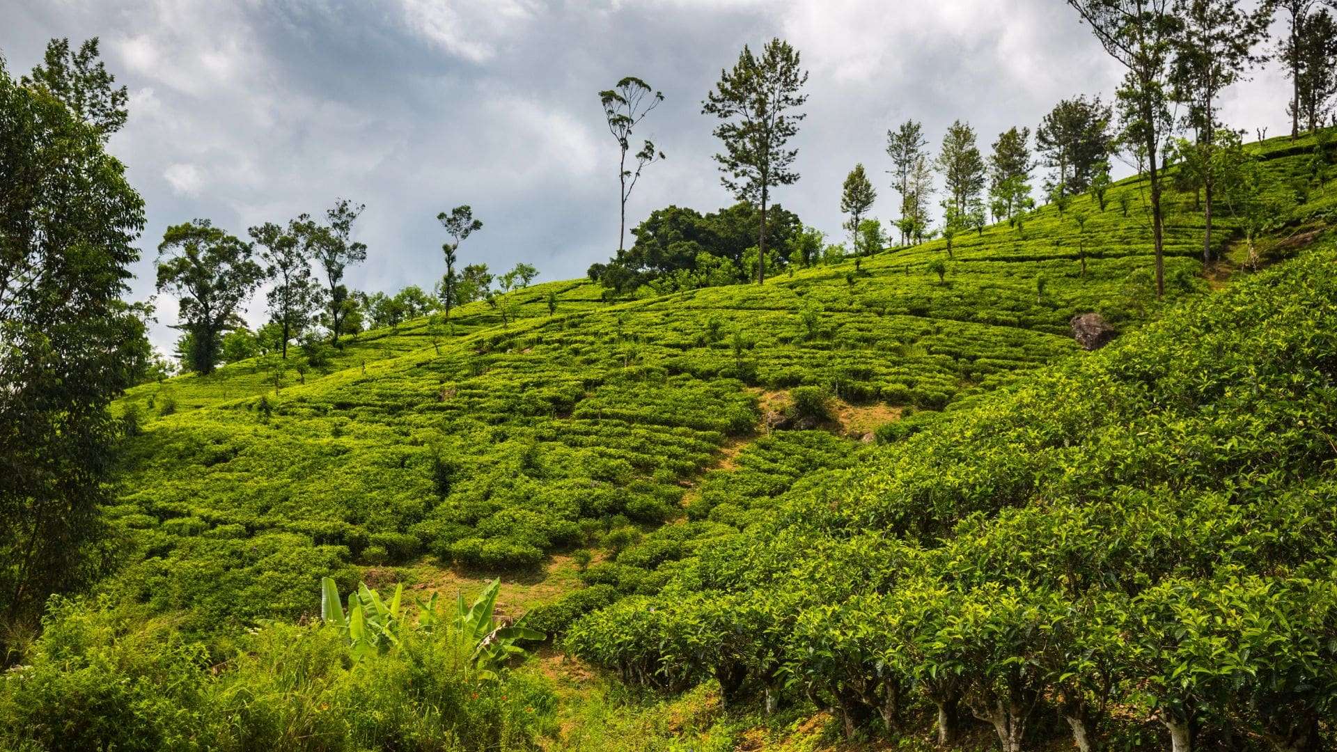 Coimbatore to Spice Gardens  Munnar Tour Packages