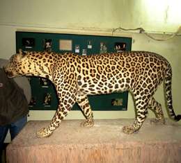 Coimbatore to Topslip Museum Tour Packages